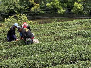 合峰製茶廠/合峰茶業