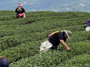合峰製茶廠/合峰茶業