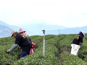 合峰製茶廠/合峰茶業