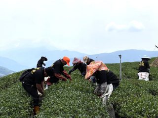 合峰製茶廠/合峰茶業