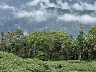 合峰製茶廠/合峰茶業