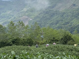 合峰製茶廠/合峰茶業