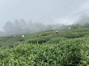 合峰製茶廠/合峰茶業