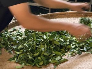 合峰製茶廠/合峰茶業