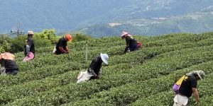 合峰茶業