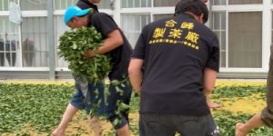 合峰茶業