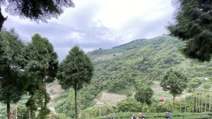 合峰茶業