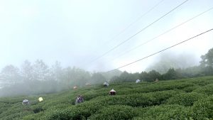 合峰製茶廠