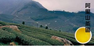 茶葉價格