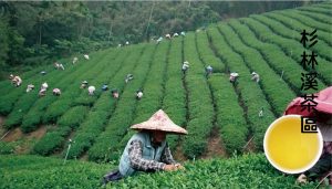 茶葉價格